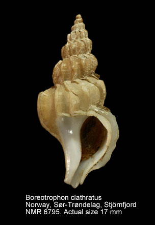 Boreotrophon clathratus (7).jpg - Boreotrophon clathratus(Linnaeus,1767)